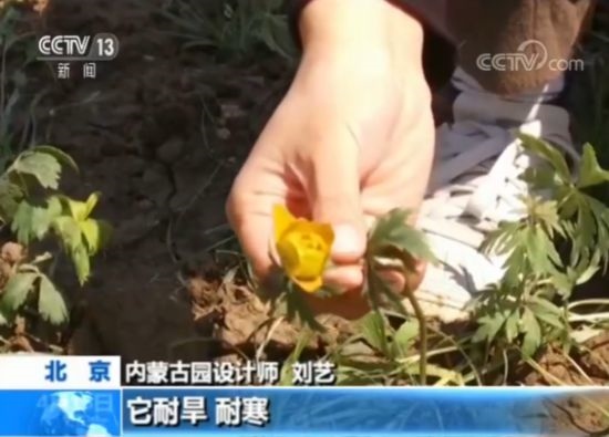 【魅力世園會(huì)】?jī)?nèi)蒙古園：壯美的北疆畫(huà)卷