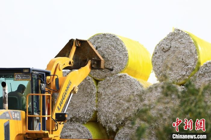 叉車將采棉機(jī)吐出的“金蛋蛋”裝車?！「唠p強(qiáng) 攝