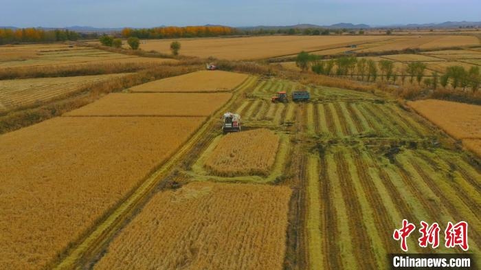 圖為科右中旗杜爾基鎮(zhèn)雙金嘎查的萬畝水稻田進入集中收割期?！≮w殿威 攝