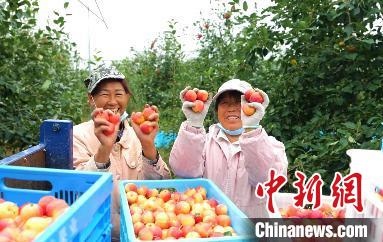 圖為興安盟沙果迎豐收?！】朴仪捌煳麄鞑抗﹫D