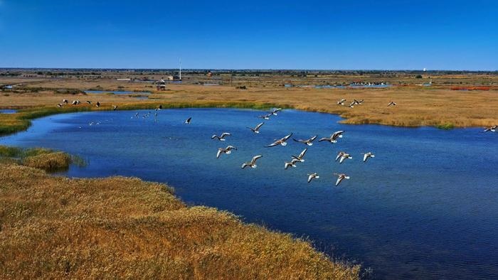 △黃河三角洲擁有天然蘆葦270平方公里，是東北亞內(nèi)陸和環(huán)西太平洋鳥類遷徙重要的“中轉(zhuǎn)站”、越冬地和繁殖地。(總臺央視記者李煒、程鋮拍攝)
