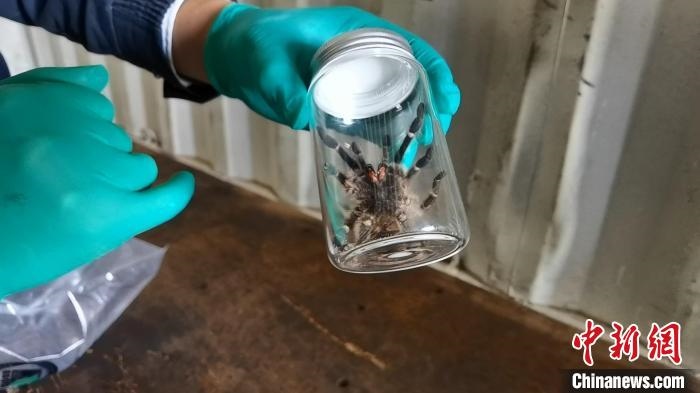 張家港海關(guān)工作人員截獲捕鳥蛛?！⊥踅〕?攝