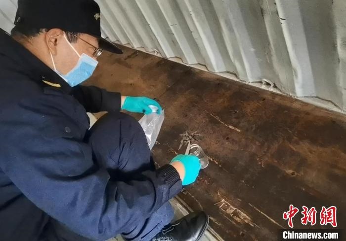 張家港海關(guān)工作人員截獲捕鳥蛛?！⊥踅〕?攝