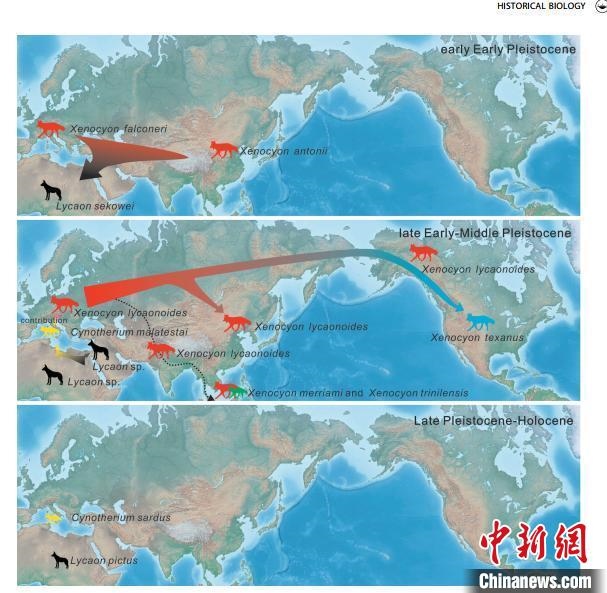 非洲野犬-異豺支系的演化脈絡(luò)圖?！≈锌圃汗偶棺邓?供圖