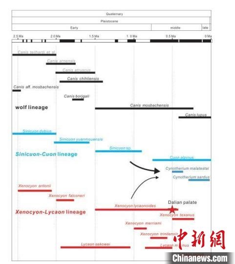 第四紀(jì)主要犬族成員分布年代圖。　中科院古脊椎所 供圖
