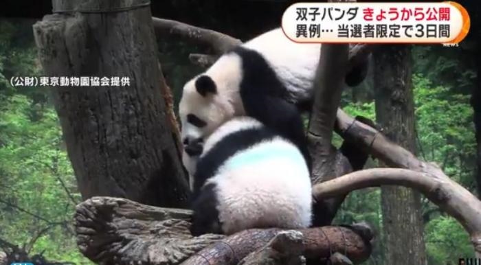12日，日本東京上野動物園的旅日雙胞胎熊貓開始同游客見面。(圖片來源：日本富士電視臺視頻截圖)