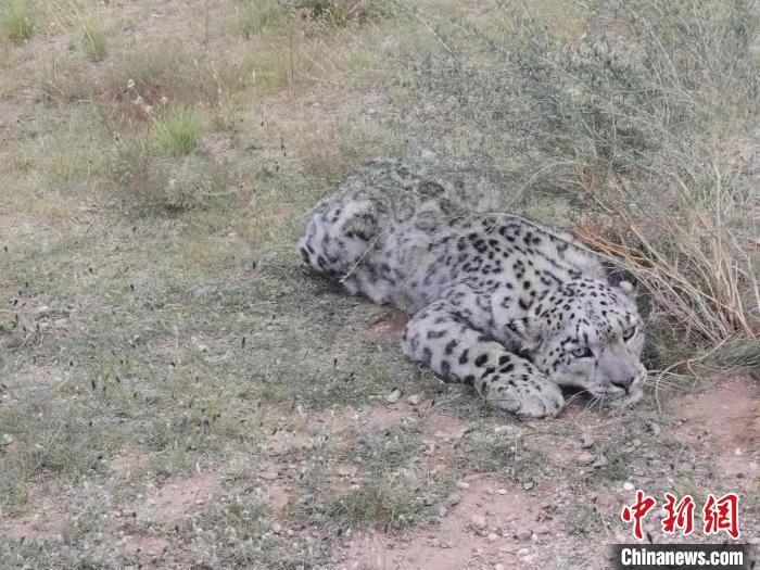 圖為在四子王旗發(fā)現(xiàn)的雪豹(資料圖)?！∷淖油跗炀焦﹫D