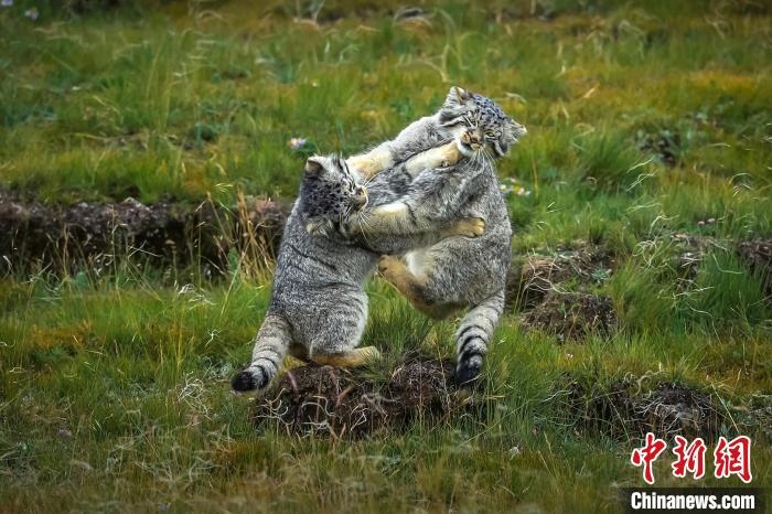 圖為作品《難分伯仲》?！〗股?攝