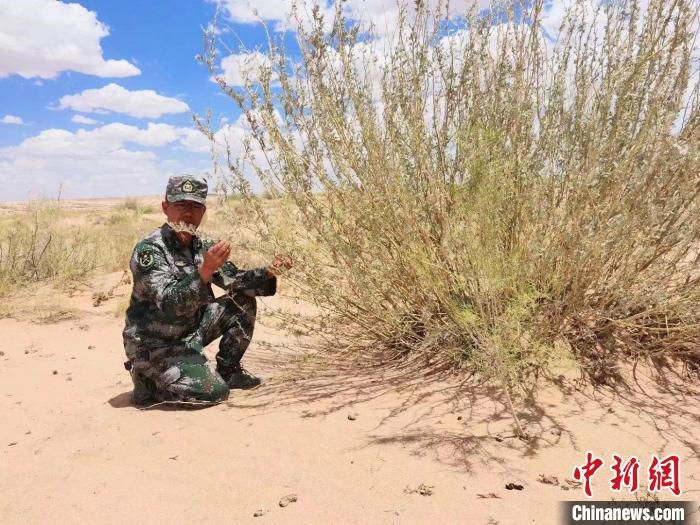 圖為謝寶民查看梭梭長(zhǎng)勢(shì)。　受訪者供圖