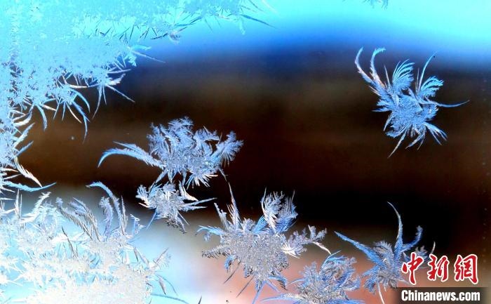 玉樹瓊枝盈滿窗。　孫書程 攝