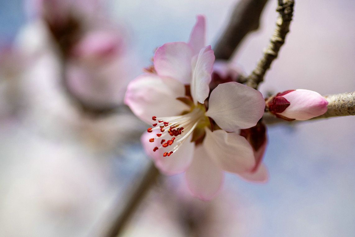 桃花3.jpg