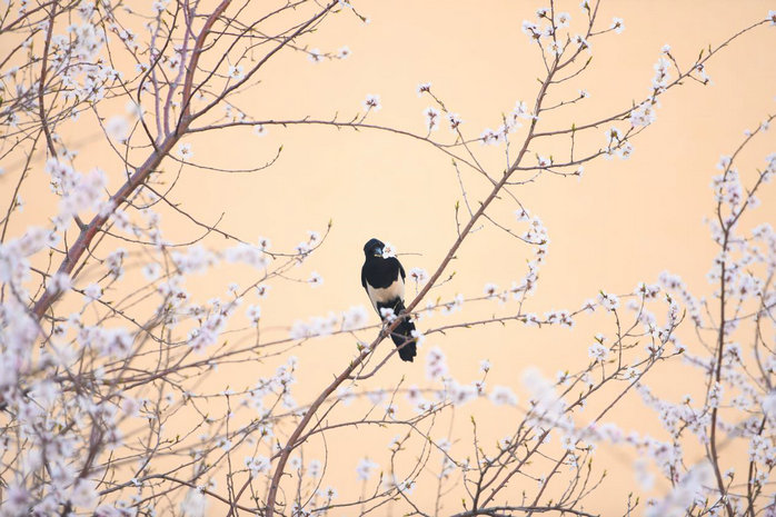土默川2.jpg