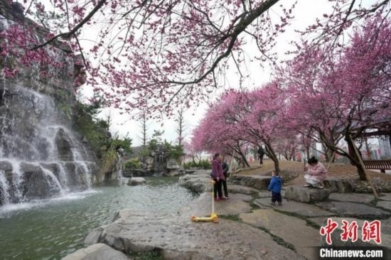 2月23日，市民在乾藝梅園景區(qū)觀賞綻放的梅花。陳興輝 攝