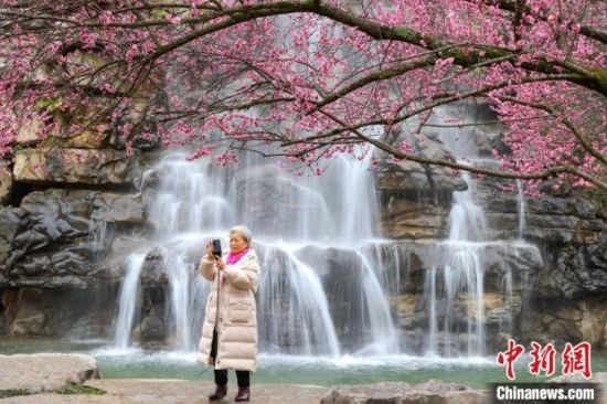 2月23日，市民在乾藝梅園景區(qū)拍攝綻放的梅花。瞿宏倫 攝