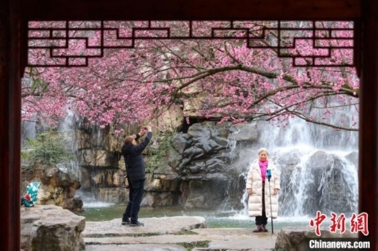 2月23日，市民在乾藝梅園景區(qū)觀賞拍攝綻放的梅花。瞿宏倫 攝
