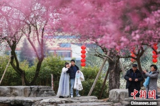 2月23日，市民在乾藝梅園景區(qū)觀賞綻放的梅花。瞿宏倫 攝