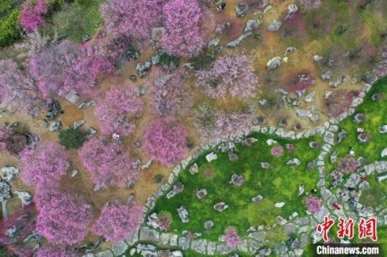 2月23日，航拍乾藝梅園景區(qū)綻放的梅花。瞿宏倫 攝