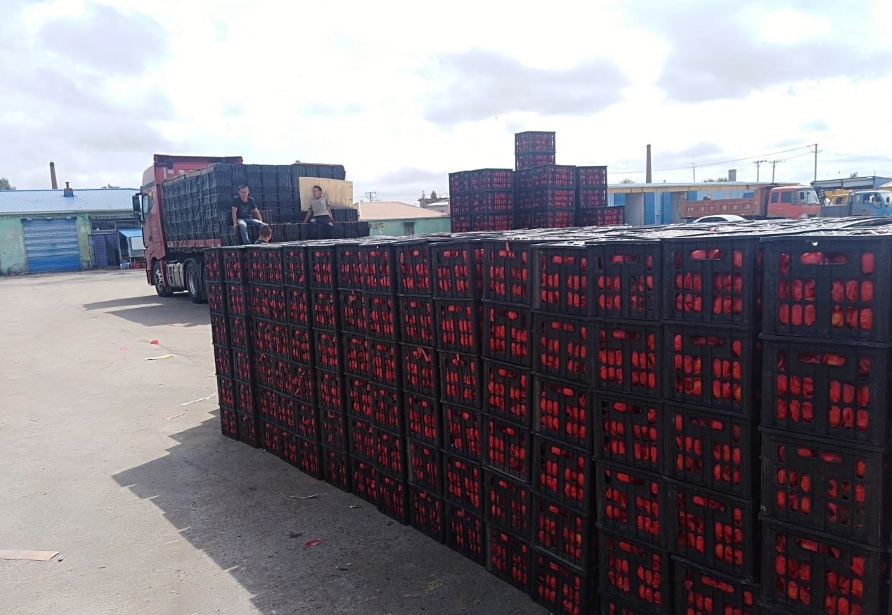 　　外銷(xiāo)的蔬菜在市場(chǎng)等待拉運(yùn)。受訪者供圖