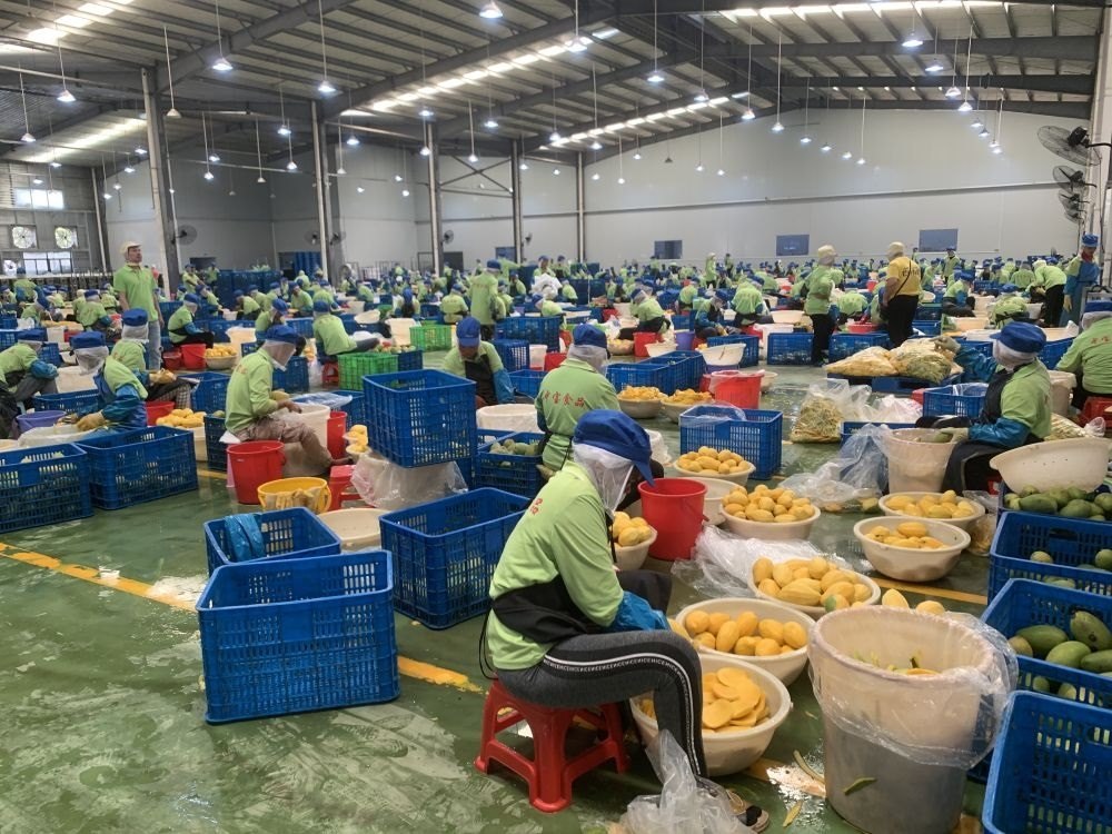 3月7日，工人在柬埔寨磅士卑省的中寶（柬埔寨）食品科技有限公司處理芒果。新華社發(fā)（萬坡 攝）
