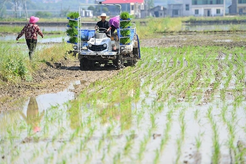 △2023年4月26日，湖南湘潭市雨湖區(qū)姜畬鎮(zhèn)易建河村的一處高標(biāo)準(zhǔn)農(nóng)田，農(nóng)民駕駛插秧機(jī)插秧。