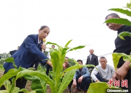 “鄉(xiāng)村學(xué)堂”田間現(xiàn)場教學(xué)。(資料圖) 唐濤華 攝