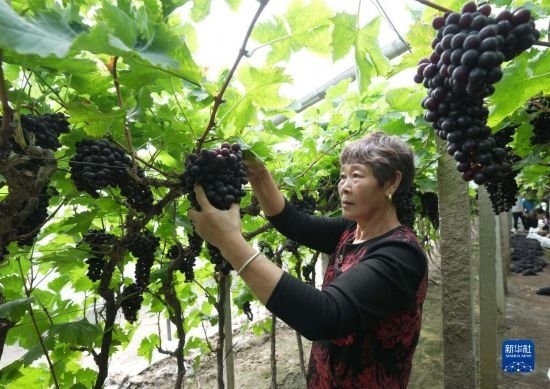 5月26日，唐山市海港經(jīng)濟(jì)開(kāi)發(fā)區(qū)王灘鎮(zhèn)趙灘村農(nóng)民在大棚內(nèi)采摘葡萄。