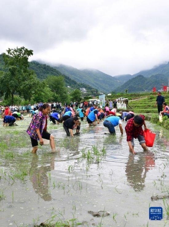 5月27日，秭歸縣九畹溪鎮(zhèn)農(nóng)民參加摸魚比賽。