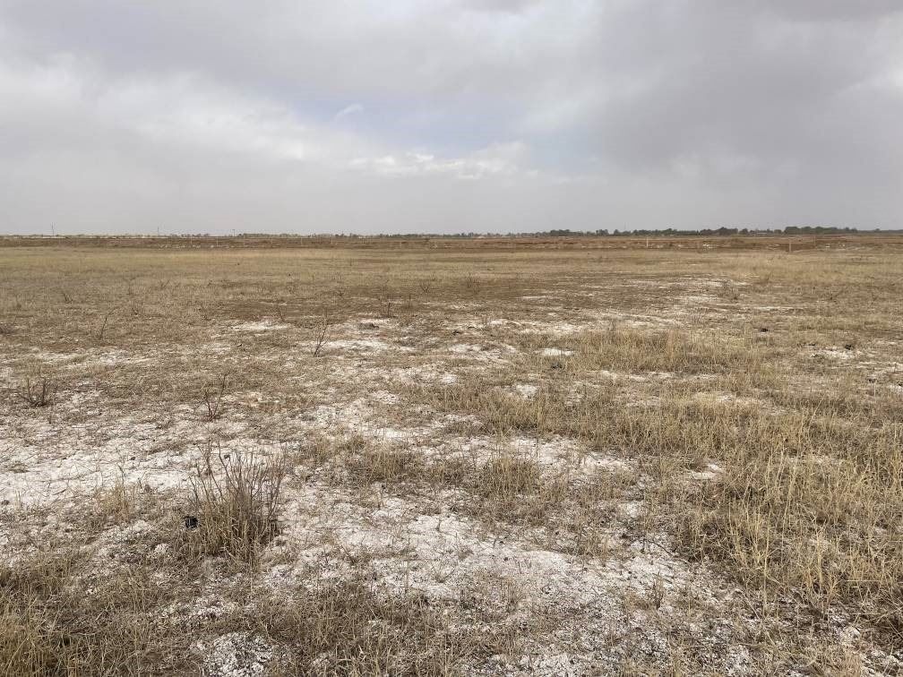 撂荒后的部分地塊已現(xiàn)鹽堿。 人民網(wǎng)記者 楊喬攝