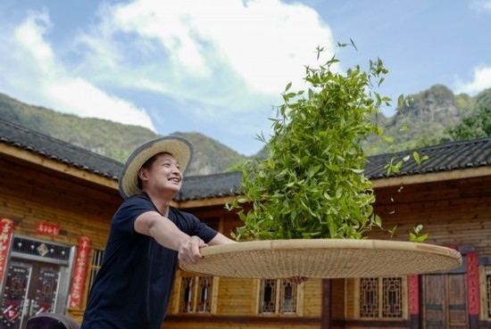 2023年4月19日，重慶市南川區(qū)德隆鎮(zhèn)茶樹村一個(gè)居民點(diǎn)，制茶工藝傳承人在幫助村民翻曬新鮮茶葉。