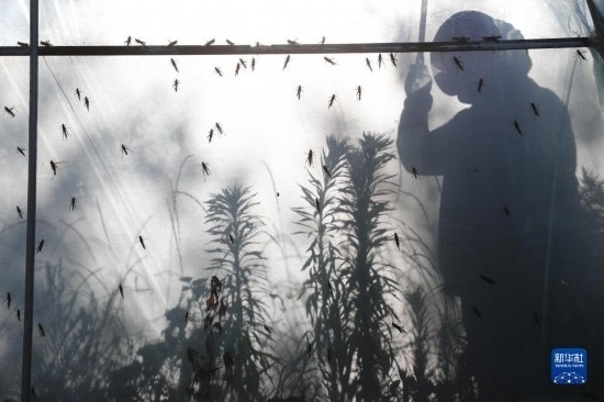 6月21日，山東省樂陵市西段鄉(xiāng)岔河村東亞飛蝗養(yǎng)殖基地的養(yǎng)殖戶在大棚內(nèi)忙碌。新華社記者 范長國 攝