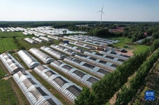 這是6月21日在山東省樂陵市西段鄉(xiāng)岔河村拍攝的東亞飛蝗養(yǎng)殖基地（無人機照片）。新華社記者 范長國 攝