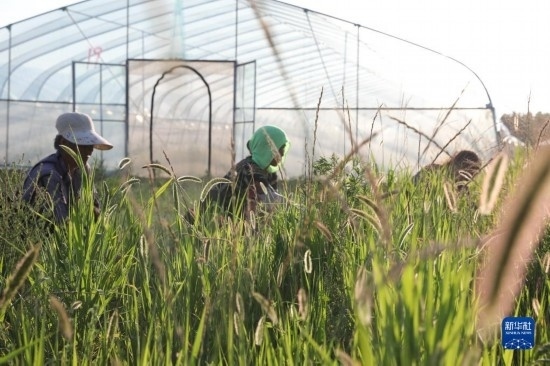 6月21日，山東省樂陵市西段鄉(xiāng)岔河村東亞飛蝗養(yǎng)殖基地的螞蚱養(yǎng)殖戶在割草。新華社記者 范長國 攝