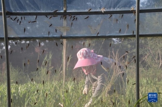 6月21日，山東省樂陵市西段鄉(xiāng)岔河村東亞飛蝗養(yǎng)殖基地的螞蚱養(yǎng)殖戶在割草。新華社記者 范長國 攝