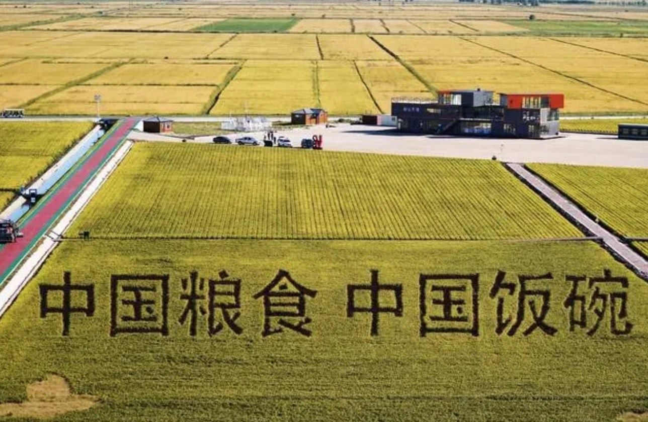 2022年9月2日，黑龍江省富錦市萬畝水稻科技示范園內(nèi)的稻田畫。