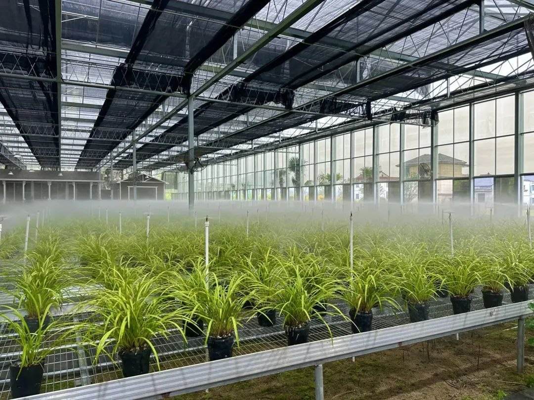 浙江省紹興市柯橋區(qū)漓渚鎮(zhèn)棠棣村的蘭花種植基地。靜玄 攝