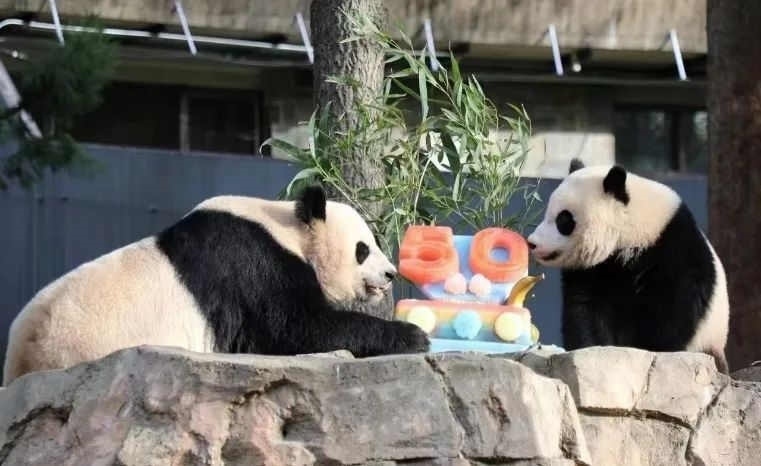 2022年，美國(guó)國(guó)家動(dòng)物園舉辦活動(dòng)慶祝大熊貓抵美50周年，園方為大熊貓“美香”“添添”和“小奇跡”一家三口準(zhǔn)備了有“50”字樣的冰凍水果蛋糕。（圖片來(lái)源：雅安市廣播電視臺(tái)）