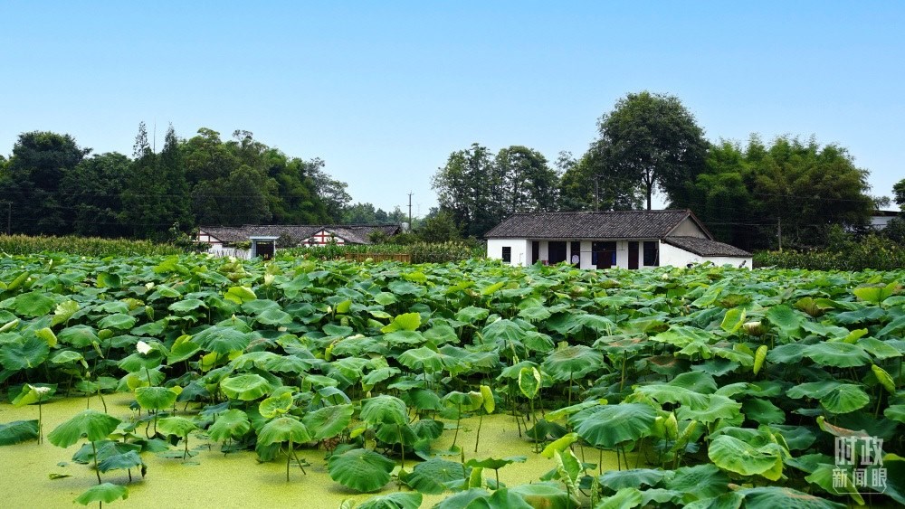 四川眉山，永豐村荷塘。2022年6月，習(xí)近平曾到此調(diào)研鄉(xiāng)村振興情況。（總臺(tái)央廣記者潘毅拍攝）