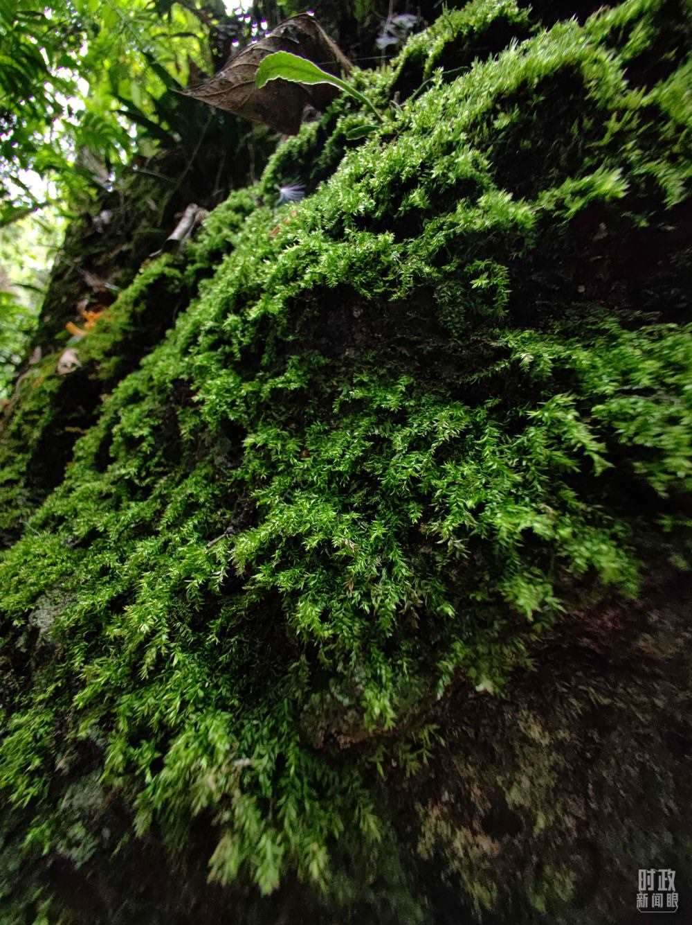 海南熱帶雨林國(guó)家公園是我國(guó)首批五個(gè)國(guó)家公園之一。2022年4月，習(xí)近平在這里調(diào)研時(shí)指出，要對(duì)熱帶雨林實(shí)行嚴(yán)格保護(hù)。（總臺(tái)央視記者石偉明、彭漢明拍攝）