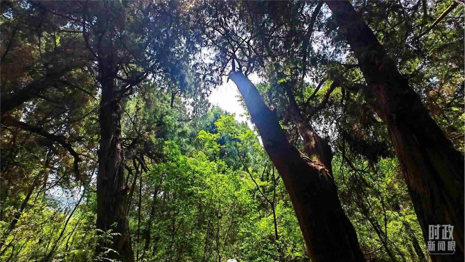 △翠云廊內(nèi)，古柏郁郁蔥蔥。（總臺(tái)央視記者程鋮拍攝）