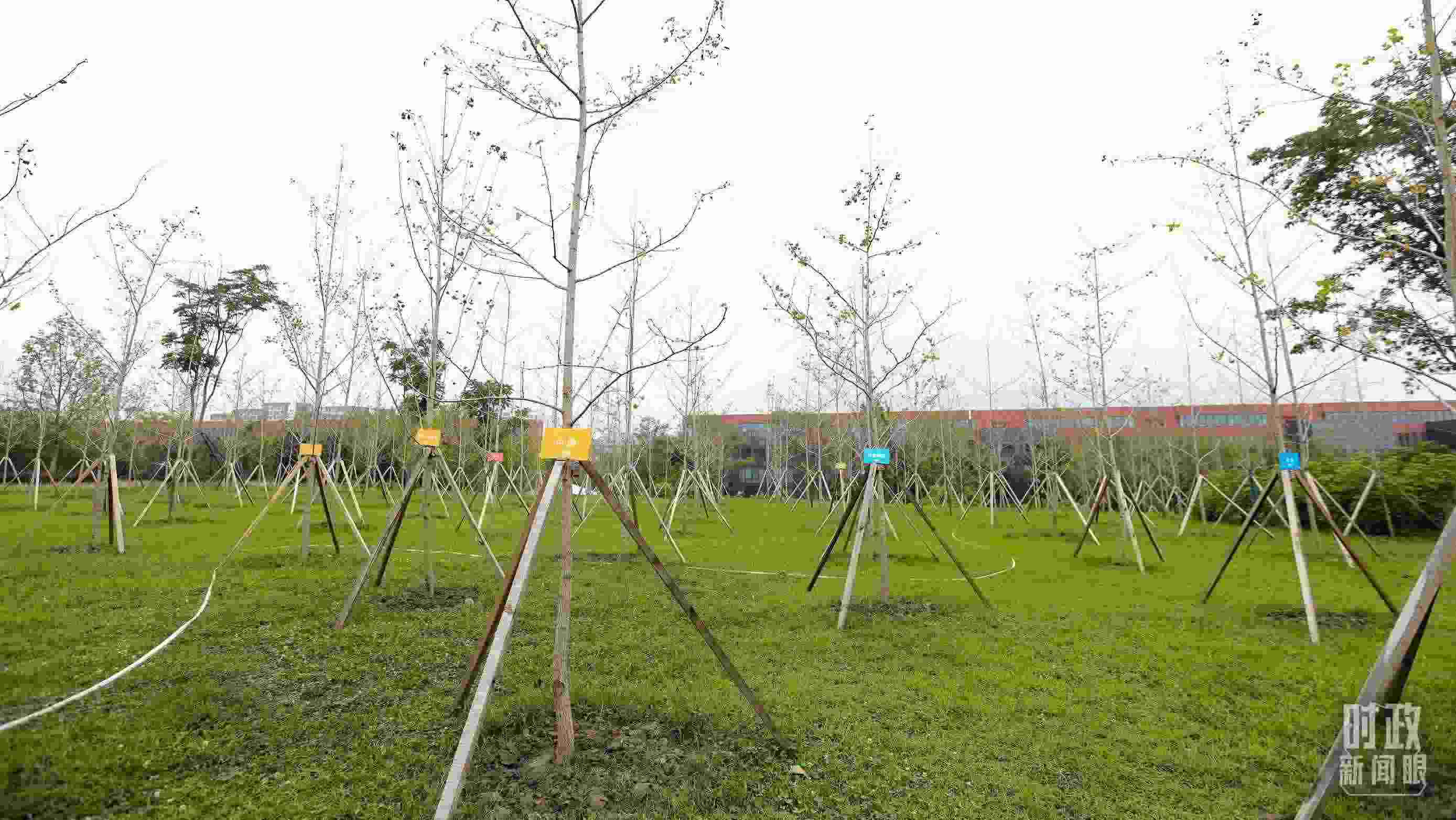 成都大運村內(nèi)專門種植了友誼林，各國代表團(tuán)都可認(rèn)領(lǐng)。