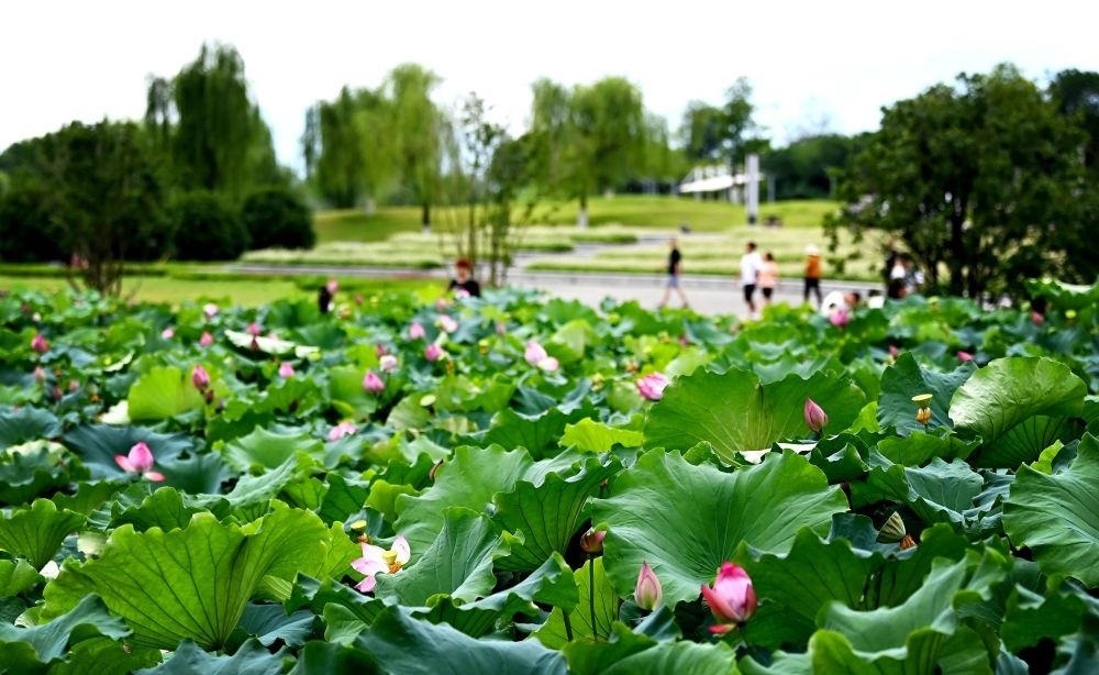 市民在天漢濕地公園內(nèi)休閑賞景。