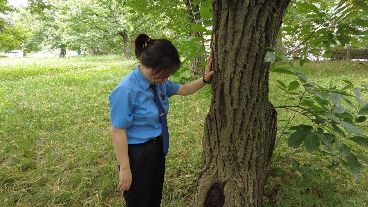 惠琳琳仔細(xì)查看古樹生長近況。人民網(wǎng) 黨童攝