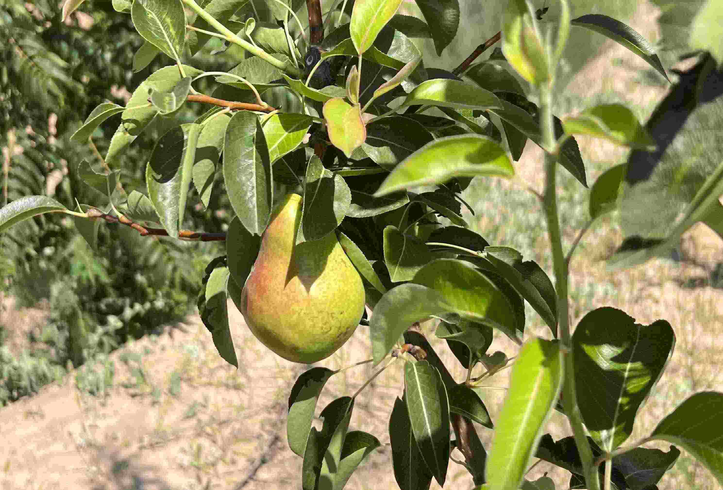 青梨基地果樹上的幼果。人民網(wǎng)記者 王連香攝