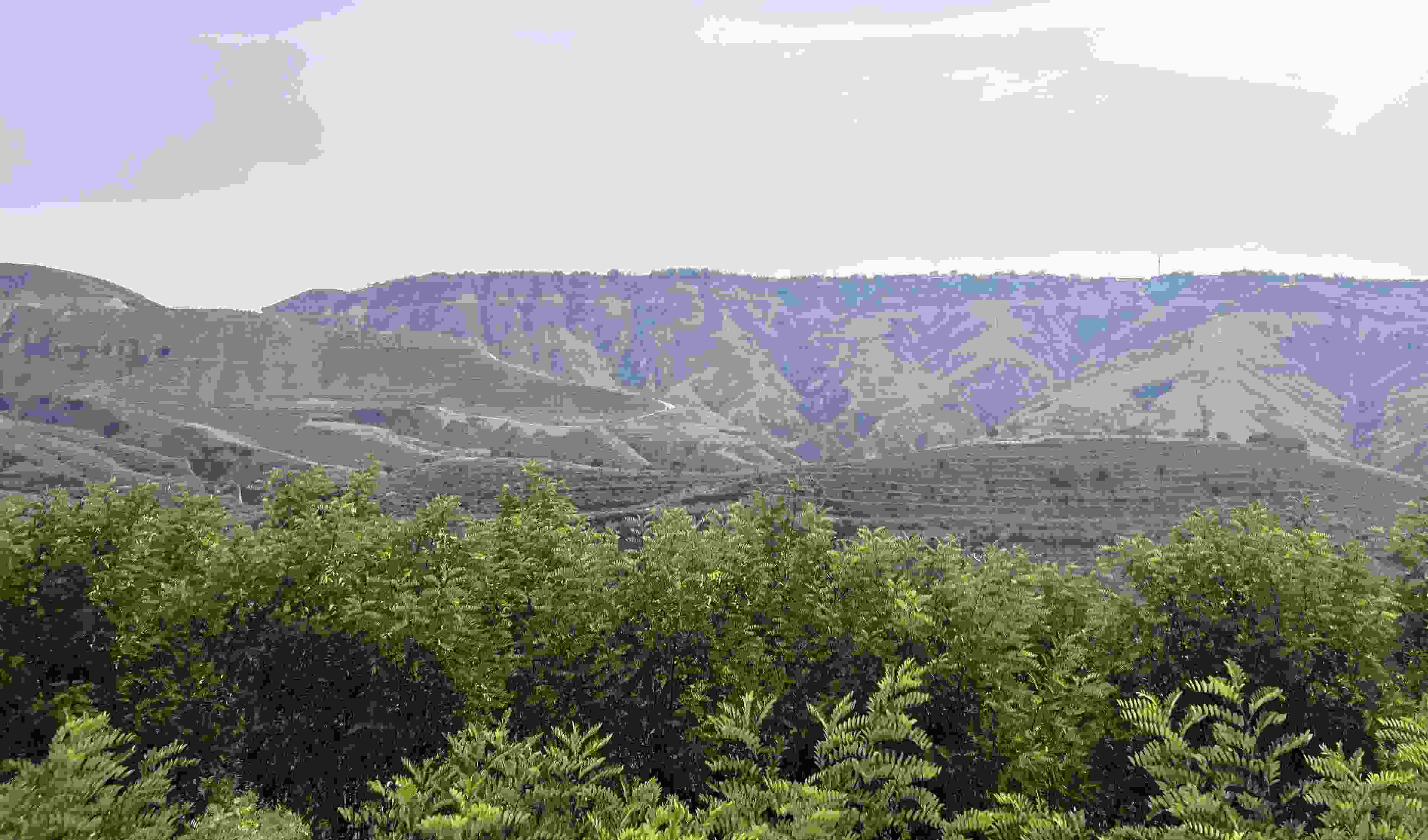 吳堡縣沿黃生態(tài)林。人民網(wǎng)記者 王連香攝