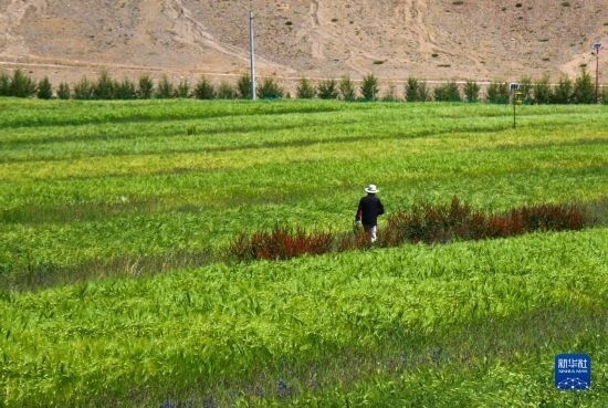 8月12日，西藏阿里地區(qū)普蘭縣赤德村村民在一片青稞田里行走。