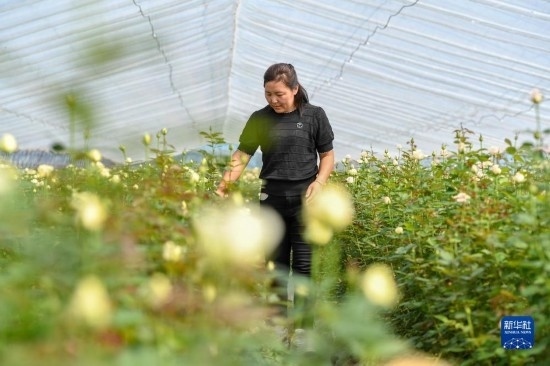 8月17日，吉林省德惠市朱城子鎮(zhèn)沿河村程雪家庭農(nóng)場的負責人楊雪在查看玫瑰花長勢。新華社記者 張楠 攝