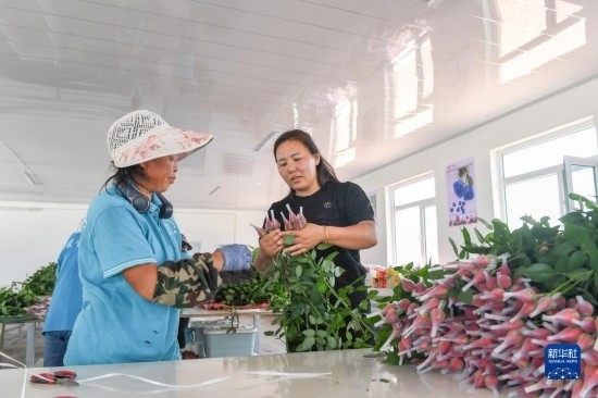 8月17日，吉林省德惠市朱城子鎮(zhèn)沿河村程雪家庭農(nóng)場的負責人楊雪（右）指導(dǎo)農(nóng)民修剪玫瑰花。新華社記者 張楠 攝