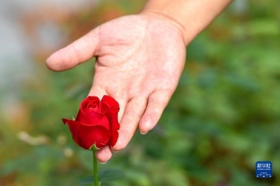 8月17日，吉林省德惠市朱城子鎮(zhèn)沿河村程雪家庭農(nóng)場的負責人楊雪在查看玫瑰花長勢。新華社記者 張楠 攝