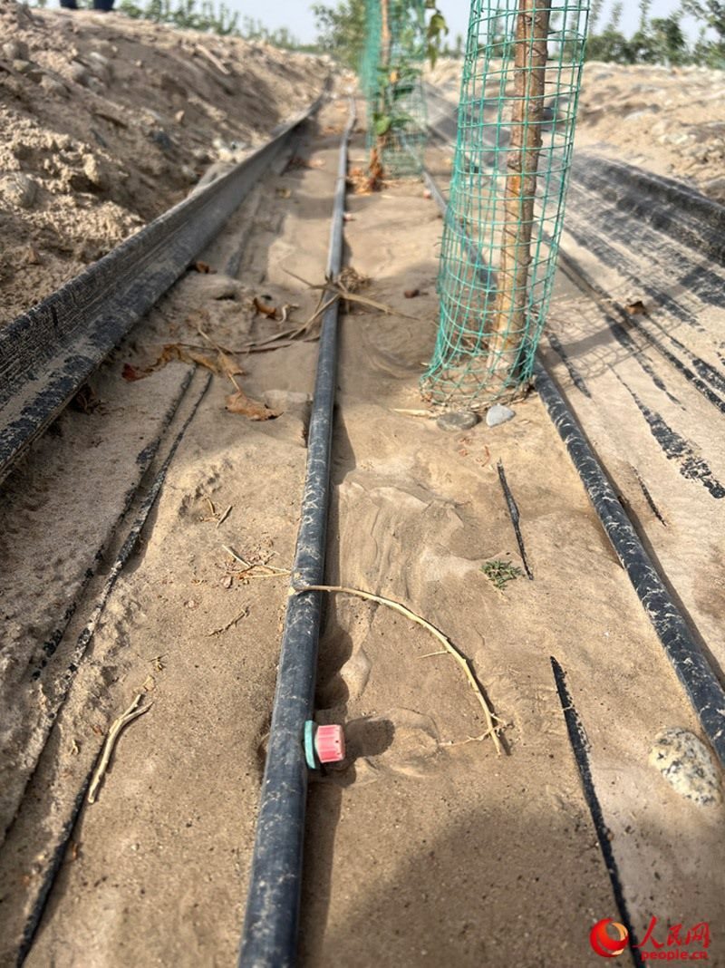 水肥一體化滴灌技術(shù)，可極大節(jié)約用水量。人民網(wǎng)記者 常雪梅攝