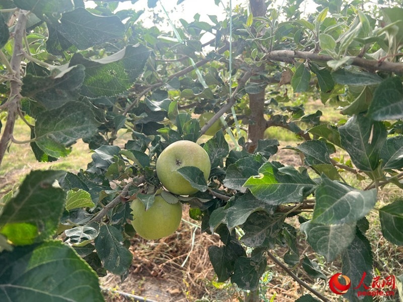 已有蘋果掛在枝頭，10月底即可成熟。人民網(wǎng)記者 常雪梅攝